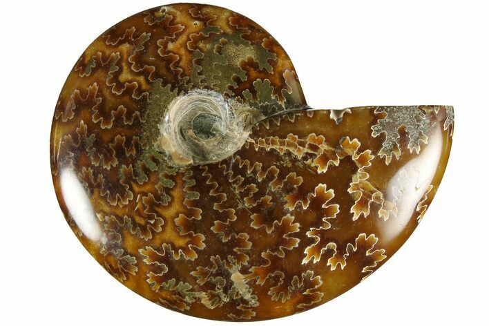 Polished Ammonite (Cleoniceras) Fossil - Madagascar #185294